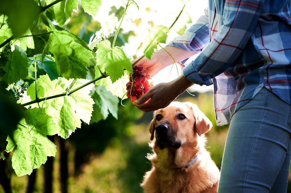 Dog-vineyard