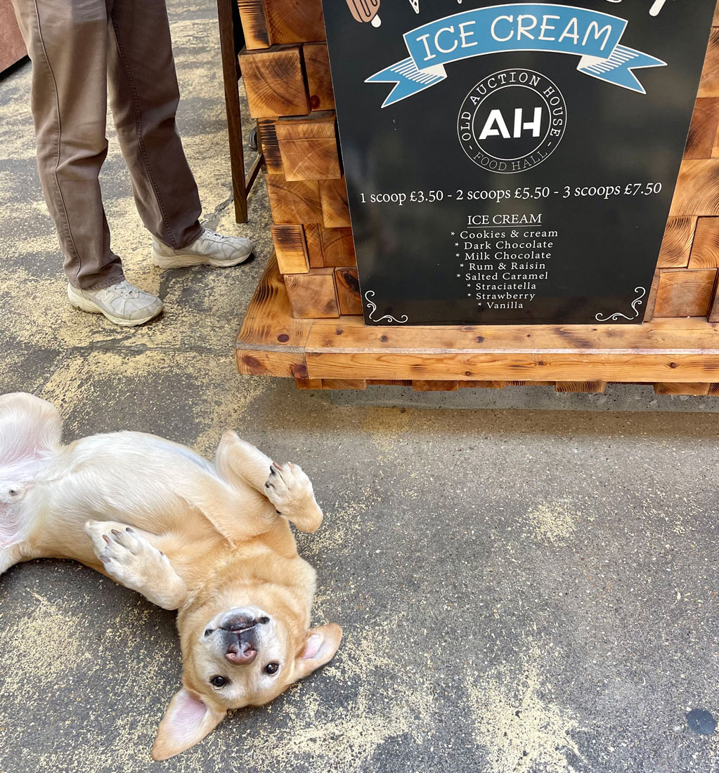The-Old-Auction-House-Dog-friendly