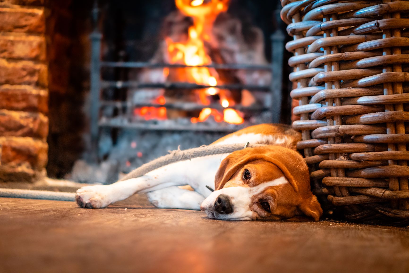 dog friendly The Vineyard Pub & Inn