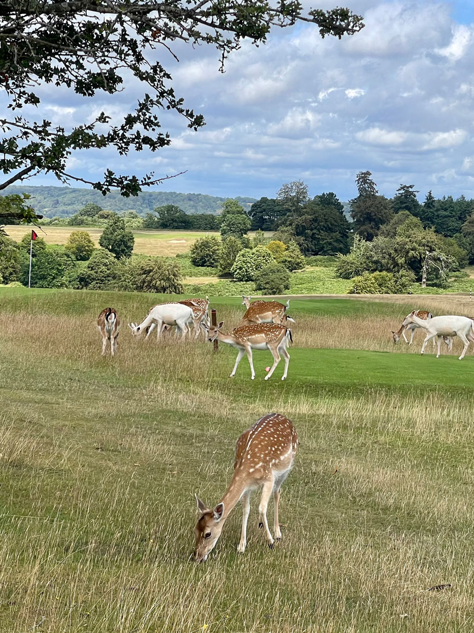 Knole park golf course Knole park golf course