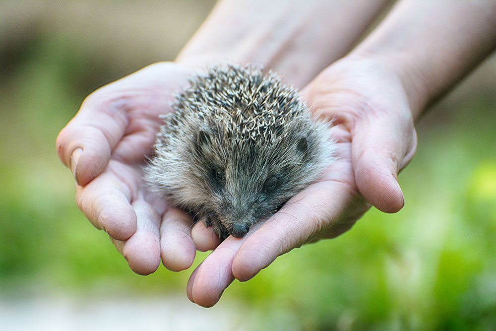 Hedgehog being held in hands Hedgehog being held in hands