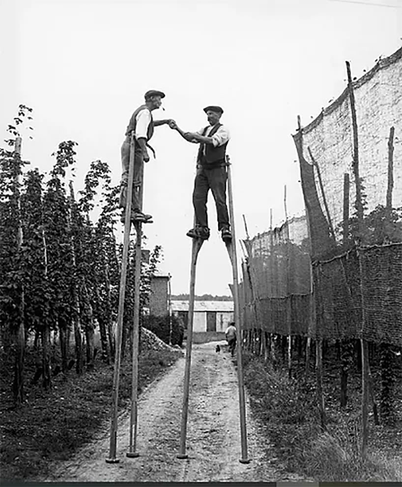 Hop picking historical picture from the Hop Pickers line Hop picking historical picture from the Hop Pickers line