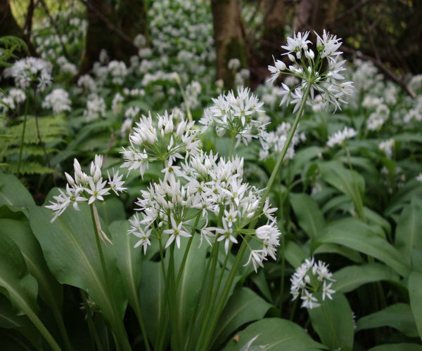 Ramsons (wild garlic)