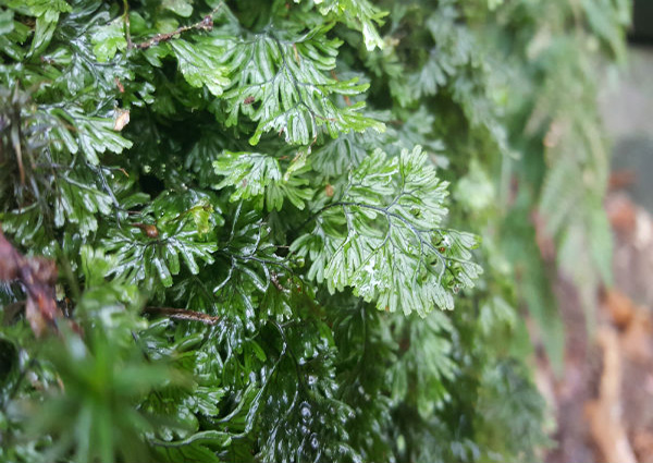 Tunbridge filmy fern Tunbridge filmy fern - Photo by Ian Beavis