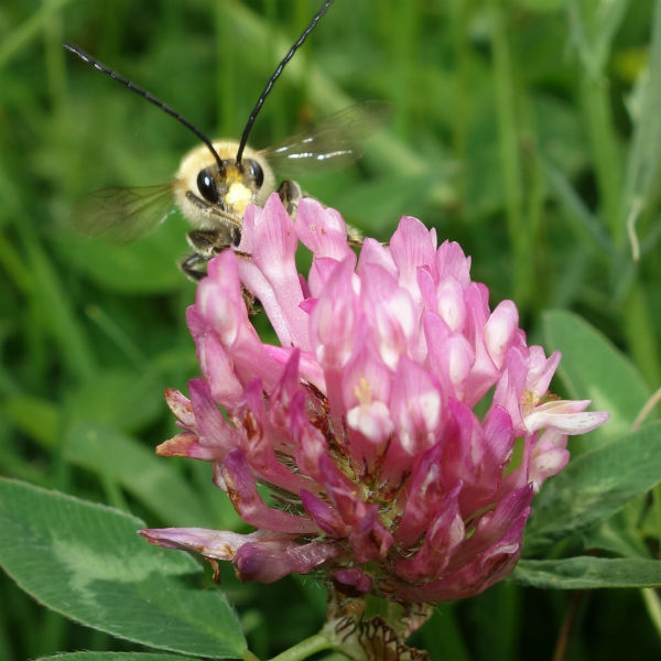Long horned bee Long horned bee - Photo by Ian Beavis