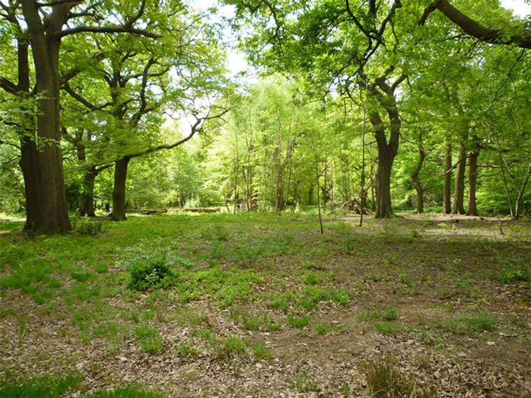 Southborough Commons Southborough Commons