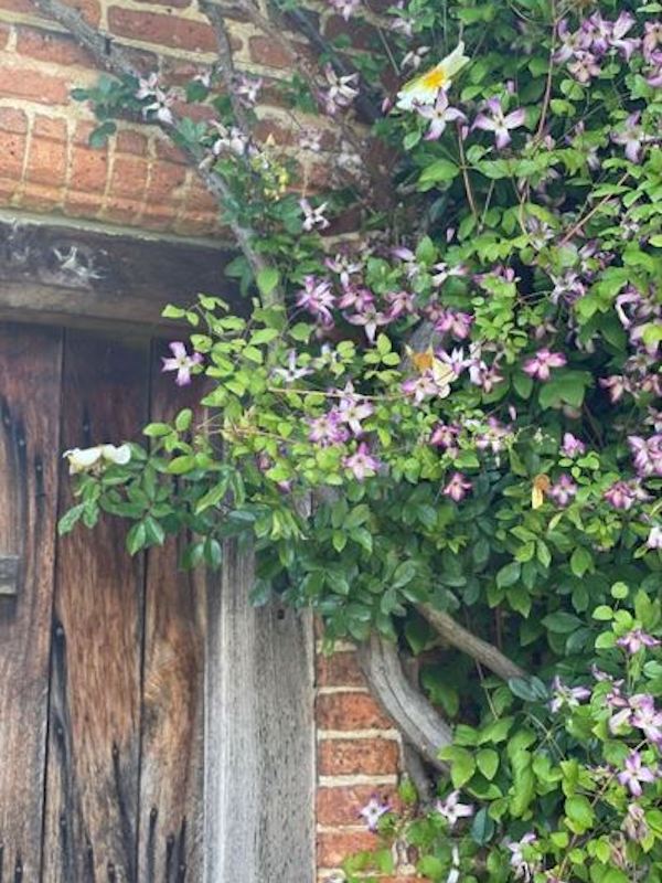 sissinghurts-flowers