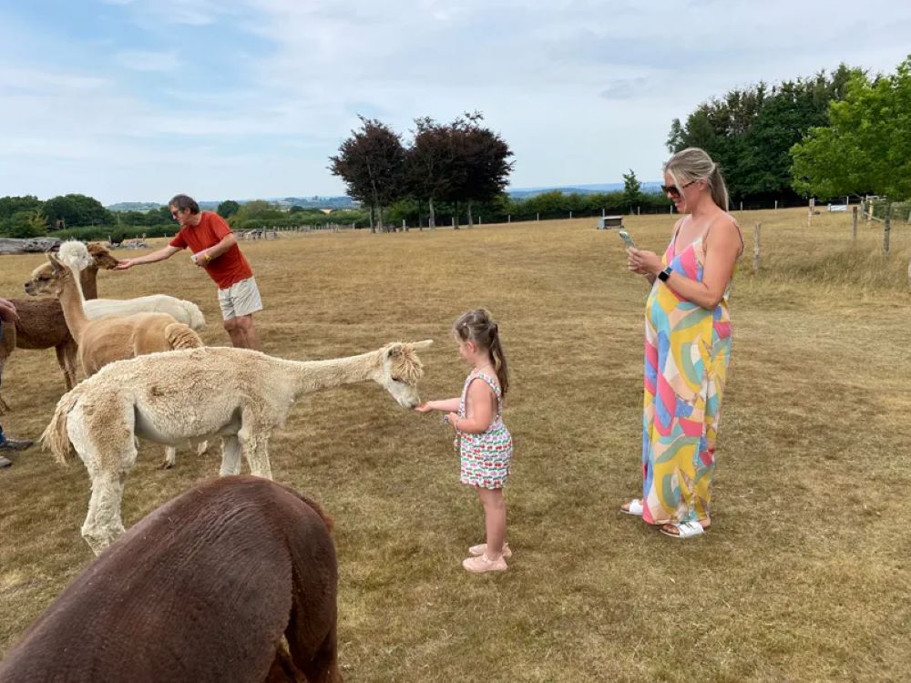 Afternoon Tea with Alpacas