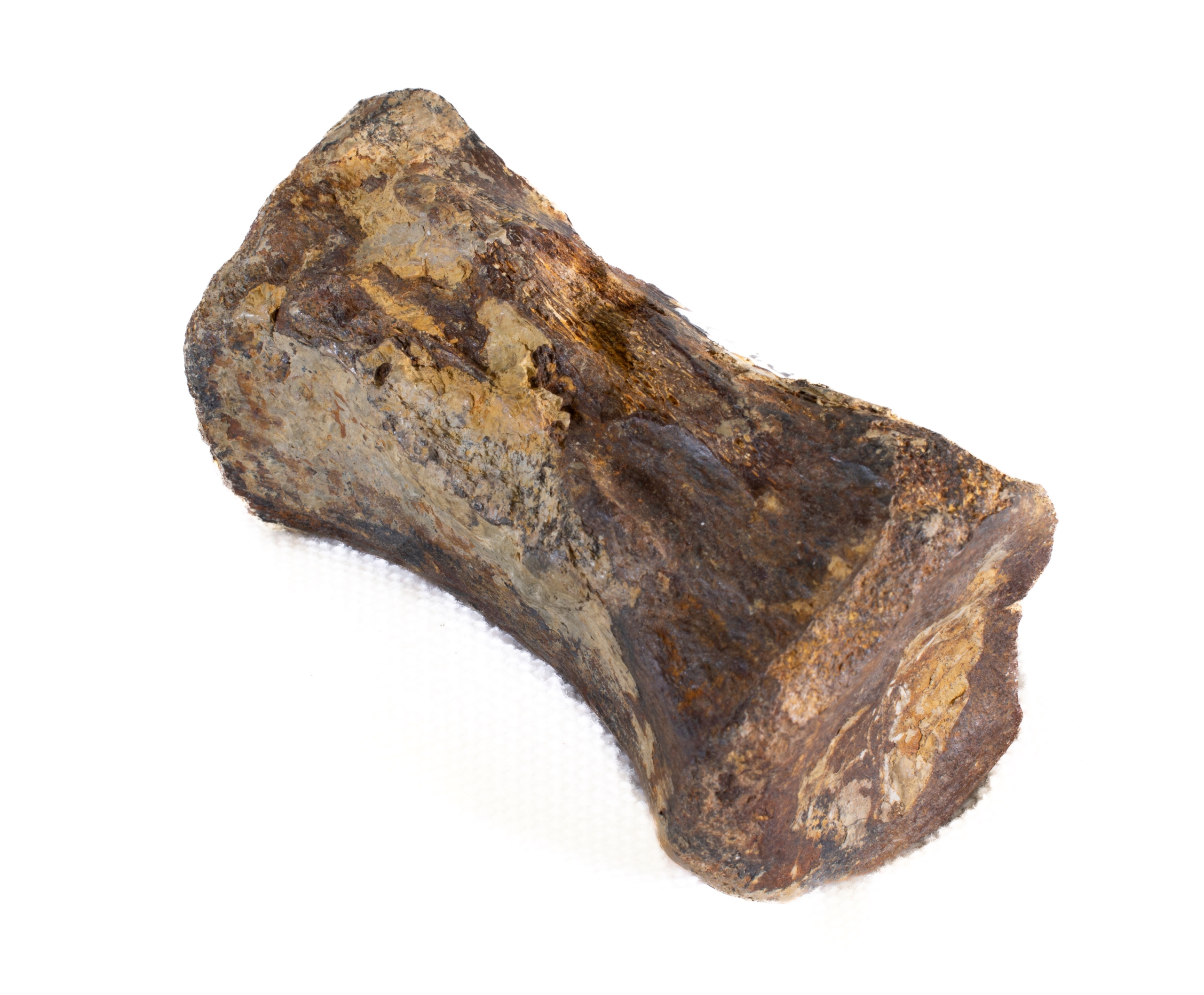 1969_128 Iguanodon Lower Back Vertebra