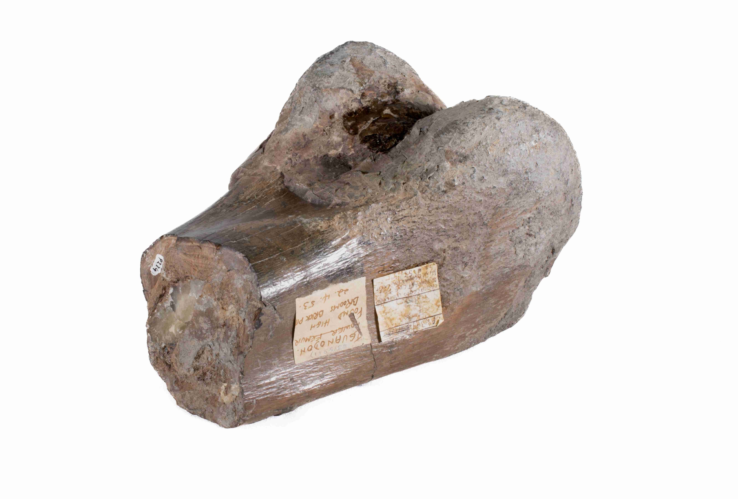 Iguanodon Left Femur Iguanodon Left Femur