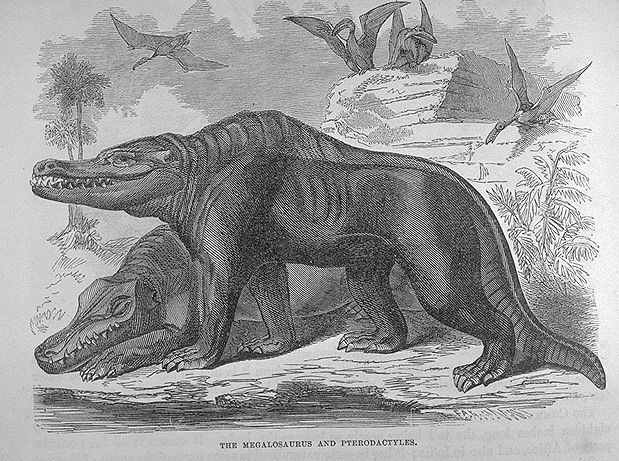 Megalosaurus Two early representations of Megalosaurus. Drawn by Goodrich in 1854.