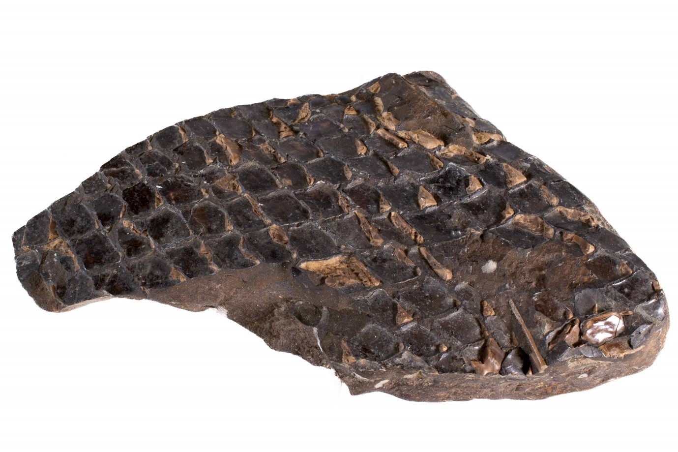 armoured fish Lepidotes mantelli Fossil of armoured fish Lepidotes mantelli