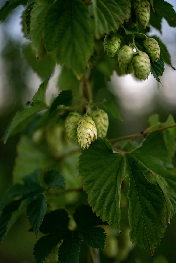 green hops green hops