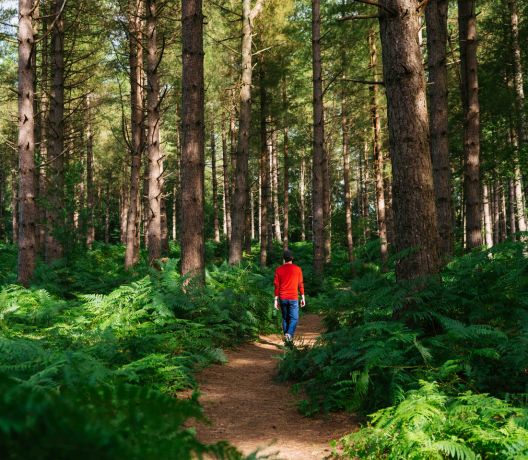 Man walking through woods