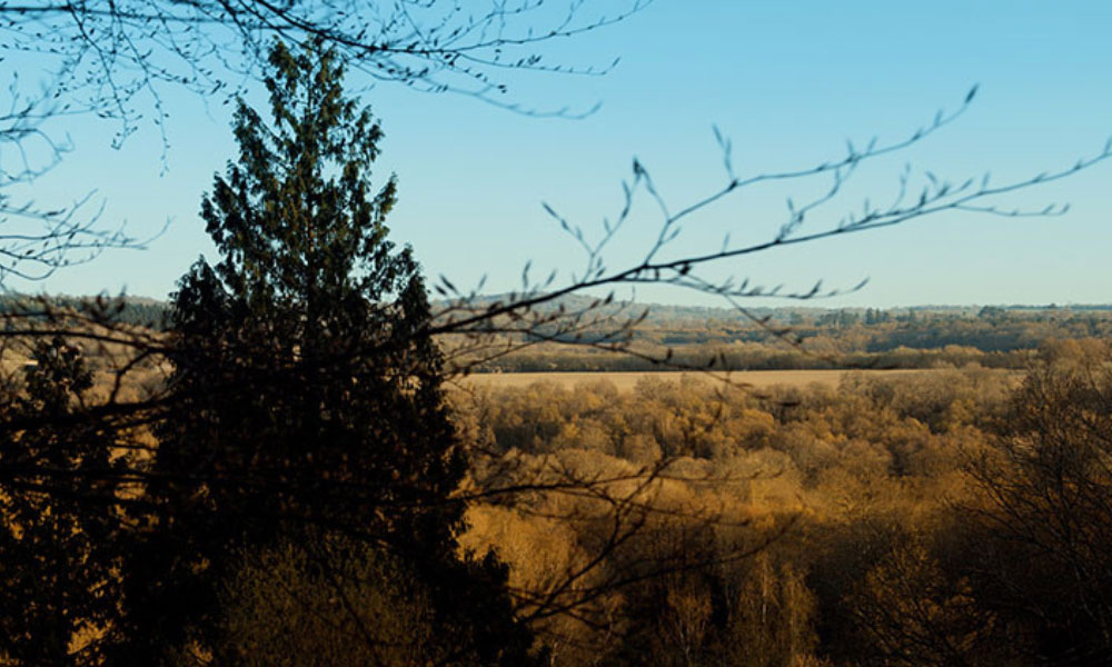 wealden woodland and field wealden woodland and field