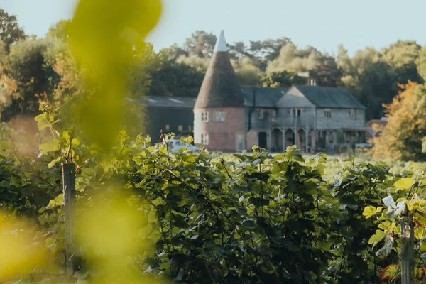 Birchden Vineyard (1) Vineyard