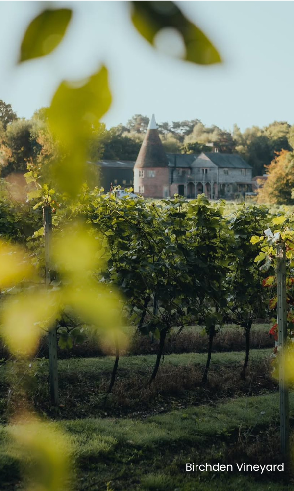Birchden Vineyard (1) Vineyard