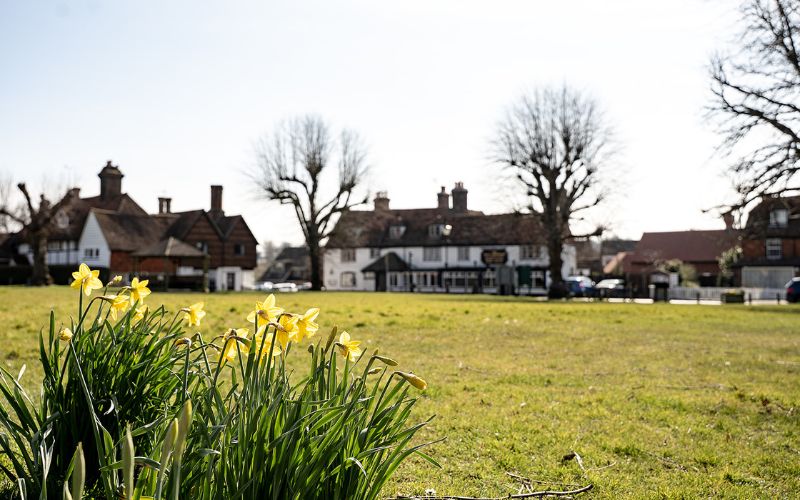 Daffodils on a village green