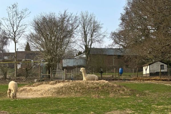 Llamas at a farm