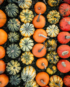 pumpkins