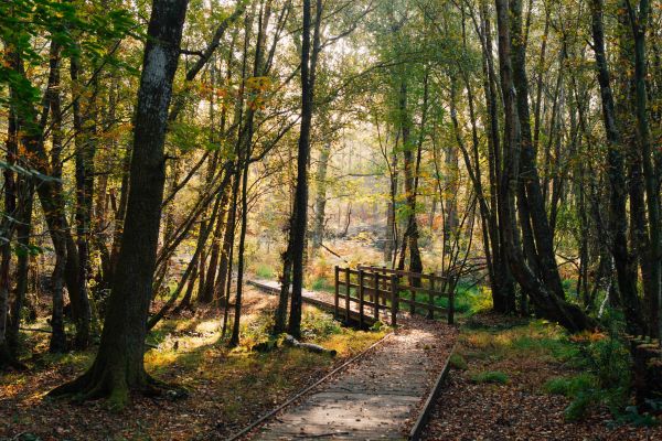 Pathway through forest