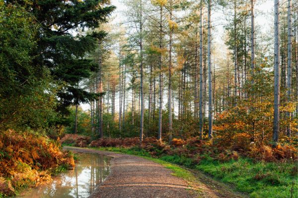 hemstead-forest