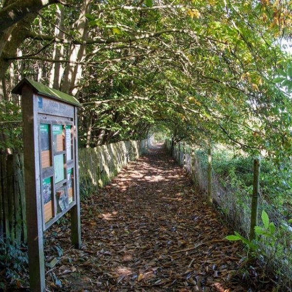 Tudeley Woods, Kent