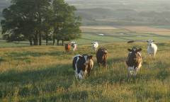 Cows in a field