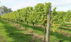 The-Vineyard-3